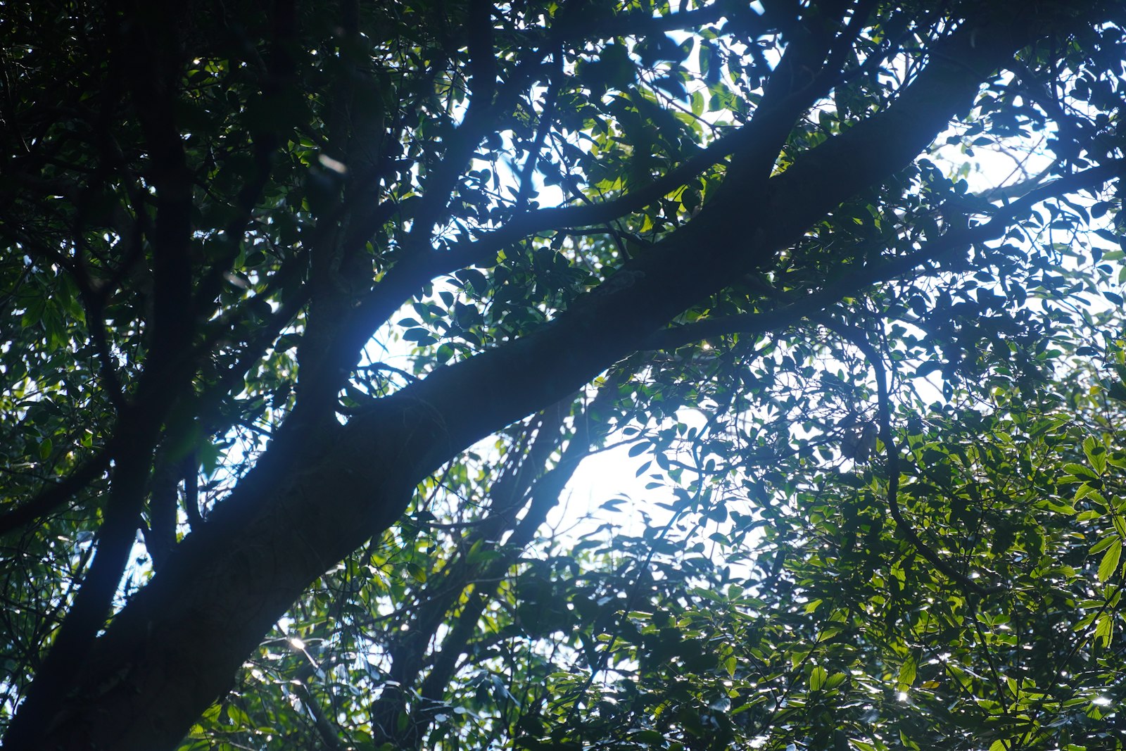 Ramas de árbol simbolizando ramas de Git